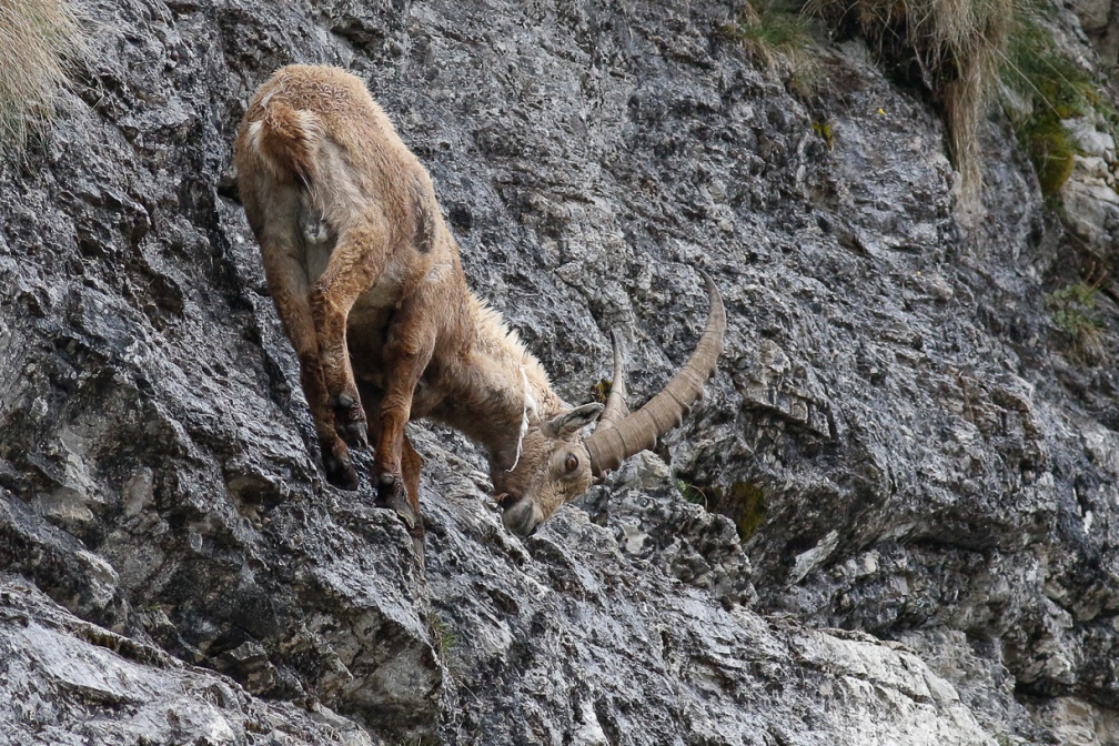 capra-ibex-switzerland-DBBFDD49-0F9A-45B1-96AE-D59810898C11.jpg