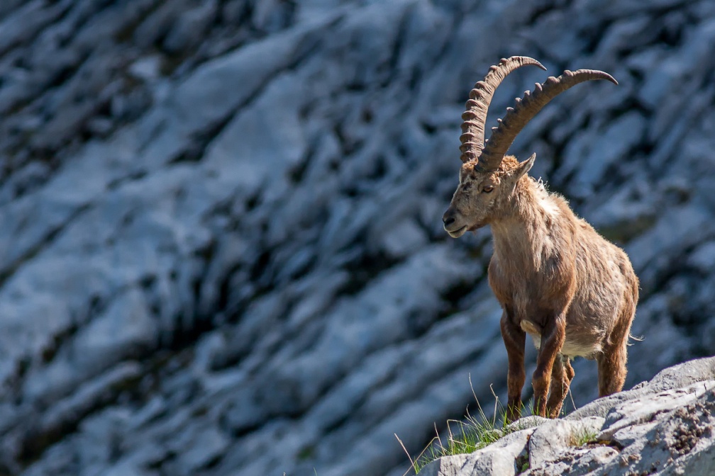 capra-ibex-switzerland-EE329AB9-FE6A-43D7-909E-5C23B22225DF.jpg
