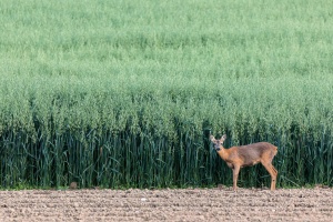 Capreolus capreolus (Chevreuil)