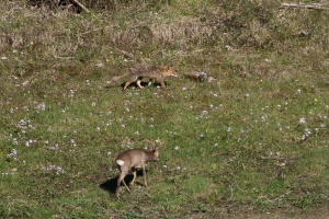 Capreolus capreolus (Chevreuil), Vulpes vulpes (Renard)
