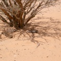 caprimulgus-europaeus-saudi-arabia-1186B2CA-4B7D-11DC-8D9F-000A95CA2156.jpg