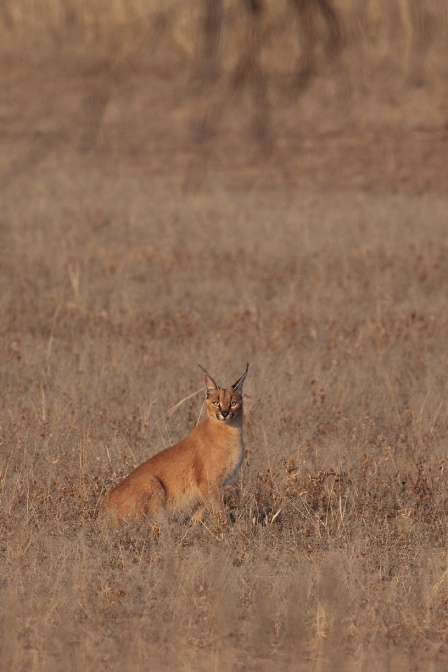 caracal-caracal-botswana-37C4C747-C666-4CB1-A642-9DEC86372992.jpg