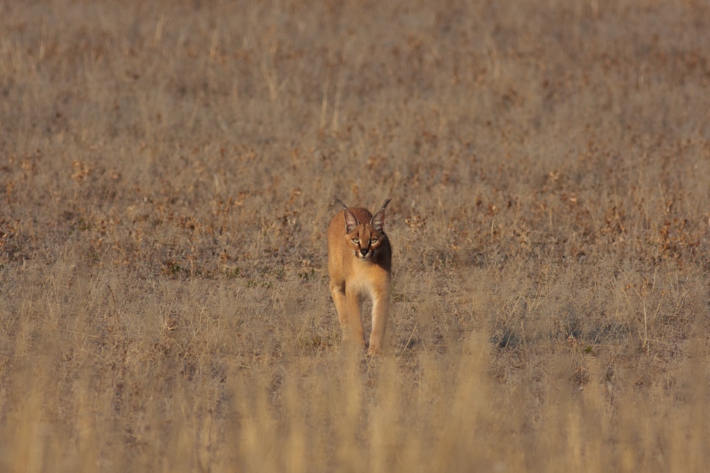 caracal-caracal-botswana-B1A6A2E4-3AED-419E-BC41-590600A3E5E9.jpg