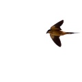 cecropis-semirufa-gabon-C244FA4D-31CE-4FC9-A673-F14EF19B711A.jpg