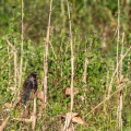centropus-bengalensis-indonesia-1C81AAD5-1517-422C-B2FA-B8AE76614569.jpg