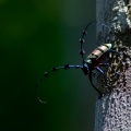 cerambycidae-indonesia-BC378802-0B91-44F6-BAED-AC6D37FF8C79.jpg
