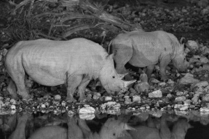 Ceratotherium simum (Rhinocéros blanc)