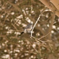 cercomela-melanoura-saudi-arabia-55915484-4AB3-11DC-AA40-000A95CA2156.jpg