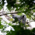 cercopithecus-nictitans-gabon-C6A5752A-5CA6-4994-B5A7-939D5045F1DF.jpg