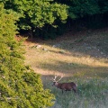 cervus-elaphus-italy-C6E96248-861A-11DC-87E0-000A95CA2156.jpg