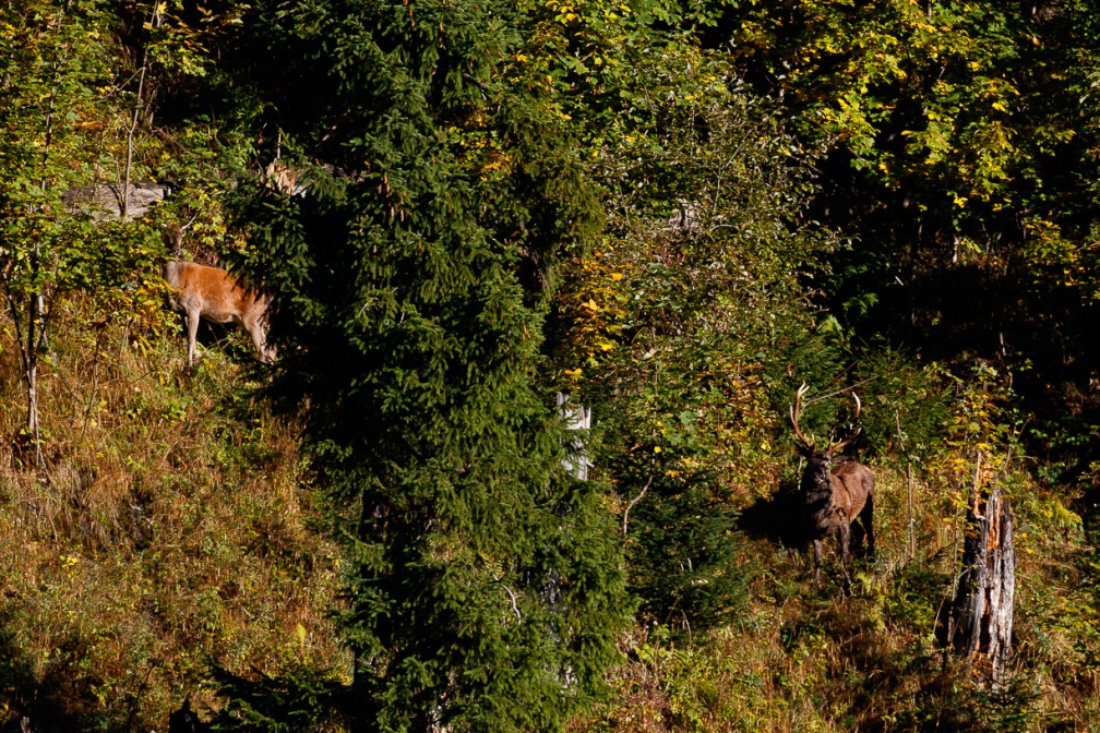 cervus-elaphus-switzerland-040A9146-B49B-4BC7-AE33-681A33EEFAB5.jpg