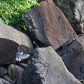ceryle-alcyon-guadeloupe-DEDC055F-2894-4E0B-8C42-9AB9EB666967.jpg