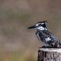 ceryle-rudis-botswana-33C693C8-116D-4F12-BD62-DE8A3A9D00B7.jpg