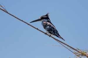 Ceryle rudis (Alcyon pie)