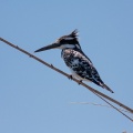 ceryle-rudis-namibia-F14F813D-4F63-40A5-AF25-4924D96EFD4D.jpg