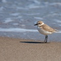 charadrius-alexandrinus-kos-greece-5F9DB953-6088-4DC6-873F-AF4961CCBA52.jpg