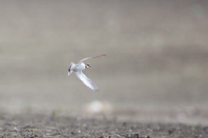 Charadrius dubius (Pluvier petit-gravelot)