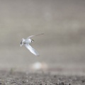 charadrius-dubius-switzerland-2075DB9E-2F9A-434A-8375-8596B1DB6515.jpg