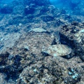 chelonia-mydas-mauritius-19EE7574-6048-4403-B8CE-A7F8C33E6479.jpg
