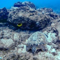chelonia-mydas-mauritius-66E87DBA-9477-46BF-A34D-0827A6D72450.jpg