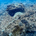 chelonia-mydas-mauritius-F207772F-E764-4858-ABE4-4CA499F6B989.jpg