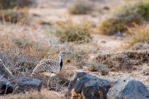 Chlamydotis undulata (Outarde houbara)