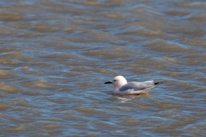 Chroicocephalus genei (Goéland railleur)