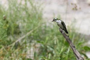 Chrysococcyx caprius