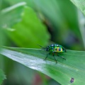 chrysocoris-indonesia-10034FB0-206B-4CCA-AE9D-57BAC612C67B.jpg