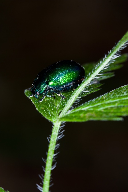 chrysomelidae-chrysomelidae-italy-EE5D73BB-861A-11DC-87E0-000A95CA2156.jpg