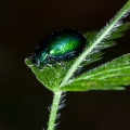 chrysomelidae-chrysomelidae-italy-EE5D73BB-861A-11DC-87E0-000A95CA2156.jpg