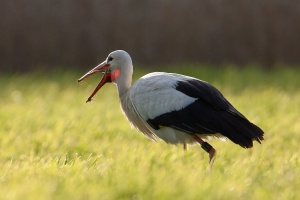 Ciconia ciconia (Cigogne blanche)