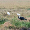 ciconia-episcopus-sri-lanka-C45FD1B3-04DA-40BC-98EF-76C91E94F3BE.jpg