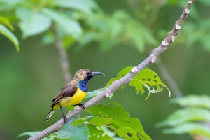 Cinnyris jugularis male