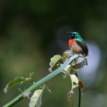 cinnyris-minullus-gabon-4EAE4A8F-9A40-4242-B4E9-1A6D0697595C.jpg