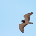 circaetus-pectoralis-botswana-CC58AEA1-06BF-43F4-AC66-CBBCE99F8443.jpg