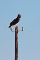 Circaetus pectoralis (Circaète à poitrine noire)
