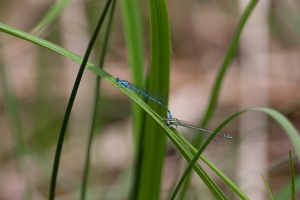 Coenagrion puella (Agrion jouvencelle)