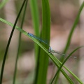 coenagrion-puella-switzerland-319E7E98-0EC5-4758-98C1-233361E6DE7B.jpg