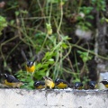 coereba-flaveola-guadeloupe-EBC0DED9-37D2-44BE-9A64-7B47D1BB6399.jpg