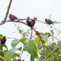 colius-striatus-gabon-35867101-4014-4CC1-91FC-0598C62C91CF.jpg