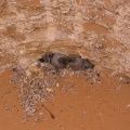 columba-livia-saudi-arabia-FFB99DC2-4B7B-11DC-8D9F-000A95CA2156.jpg