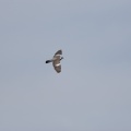 columba-palumbus-switzerland-F4455472-4734-11DC-8E52-000A95CA2156.jpg