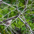 columbina-passerina-guadeloupe-85CABEDC-BE1C-4420-80DF-A4A43CADFF4E.jpg