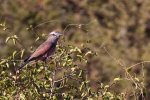 Coracias naevius (Rollier varié)