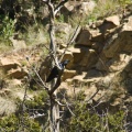 corvus-rhipidurus-saudi-arabia-1AB1AF18-49F9-11DC-AE28-000A95CA2156.jpg