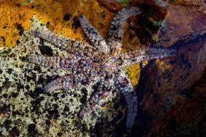 Coscinasterias tenuispina