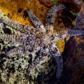 coscinasterias-tenuispina-canaries-tenerife-8C1BF11A-3B39-4DB5-A8AA-2AE22B9524FE.jpg