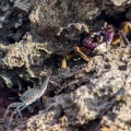 crab-feeding-on-limpet-sri-lanka-E2CD16ED-281B-45D5-92B0-FA0AB1960064.jpg