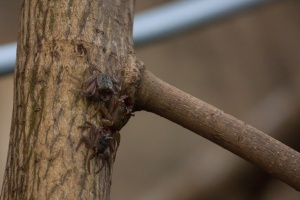 Crabe de mangrove, sp. indet.